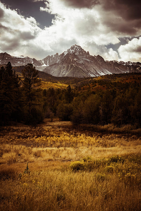 Golden Field - Mt Sneffels Photograph by The Forests Edge Photography - Diane Sandoval