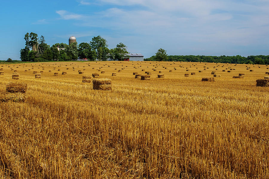 Golden Field of Whest Photograph by Louis Dallara