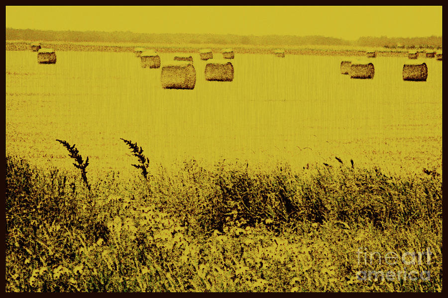 Golden Fields Photograph