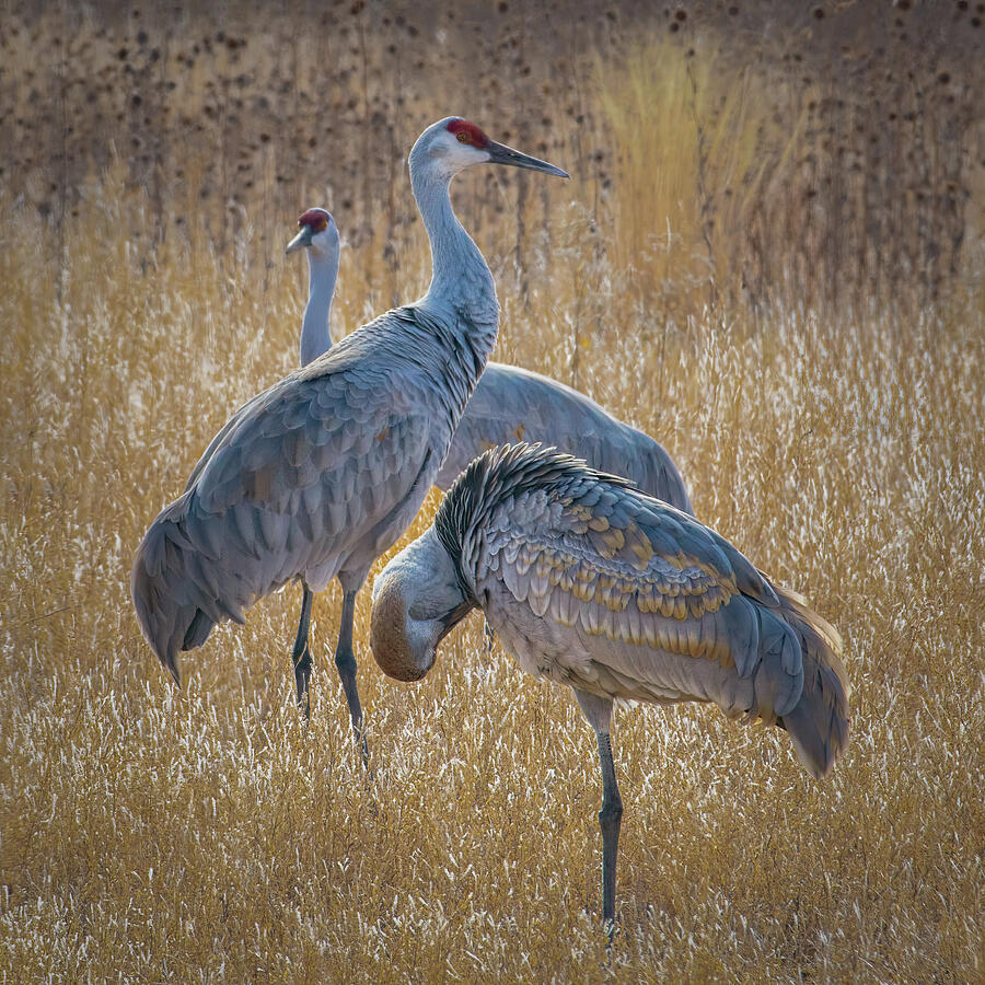 Golden Fields of Winter The Journey of Sandhill Cranes Photograph by Rebecca Herranen Golden Fields of Winter The Journey of Sandhill Cranes Photograph by Rebecca Herranen
