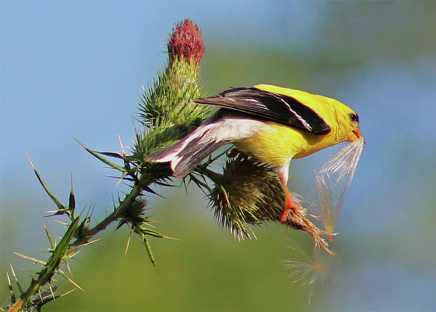 American Goldfinch Photograph by Rebecca Grzenda