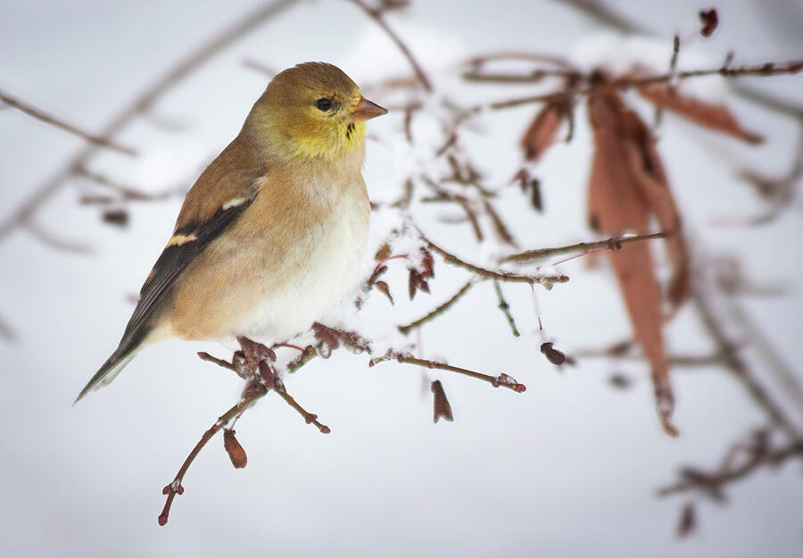 Golden Finch Wings Over White Photograph by Lisa Arview Golden Finch Wings Over White Photograph by Lisa Arview