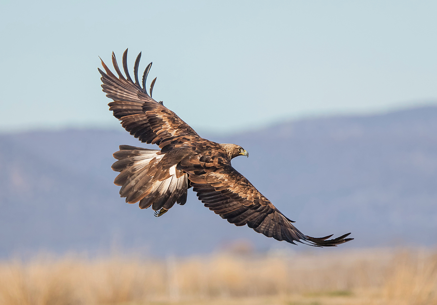 Golden Eagle Photograph - Golden Flight by Loree Johnson