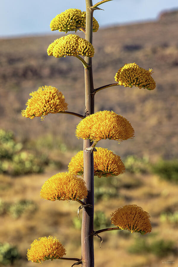 Golden Flowered Agave Photograph by Rick Furmanek