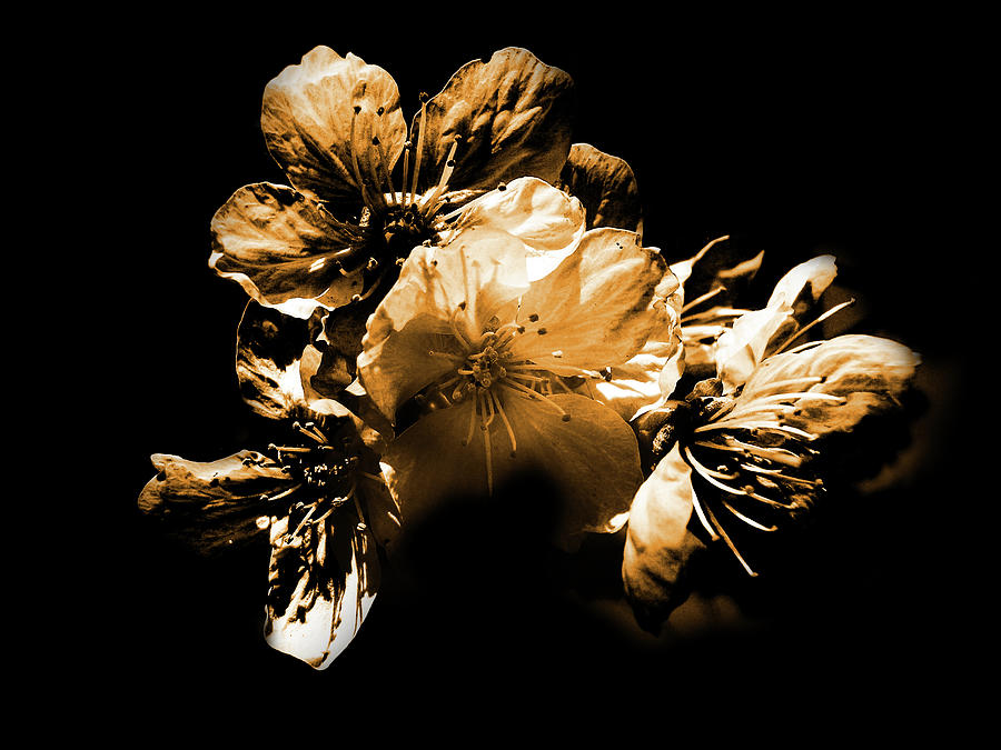 Up Movie Photograph - Golden Flowers of an Apple Tree  on a Black Background by Aneta Soukalova