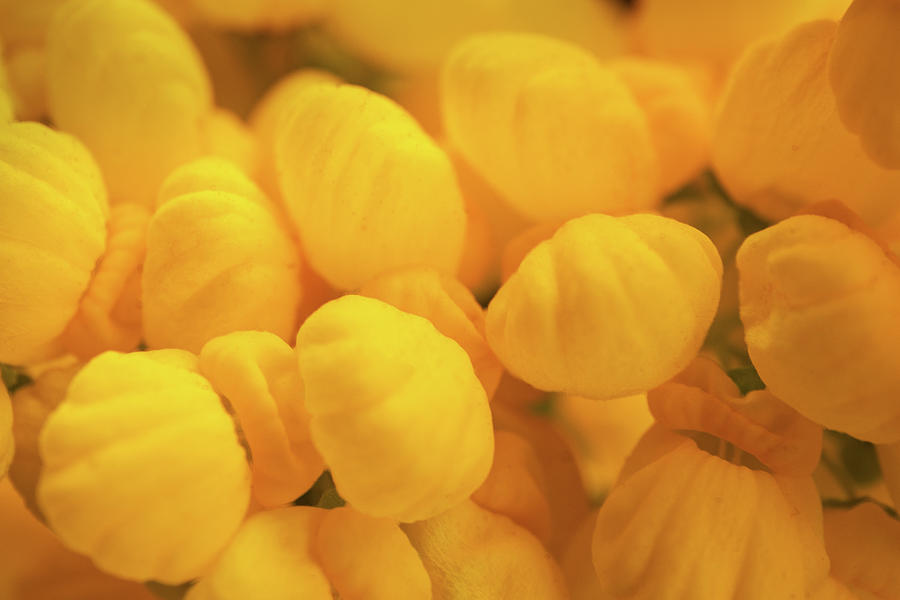 Golden flowers of Summer Photograph by Manpreet Sokhi