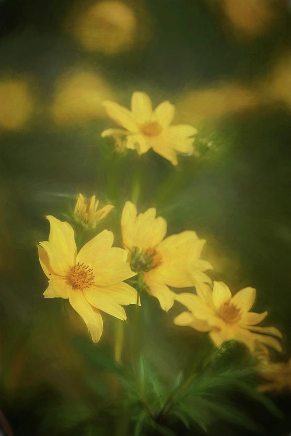 Flower Photograph - Golden Flowers by Scott Mullin