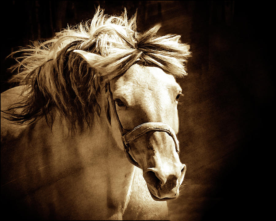 Golden Flowing Mane  Photograph by Jerry Cowart