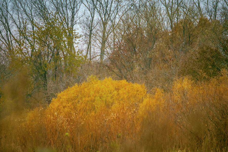 Golden Forest in Fall Photograph by Christi Kraft