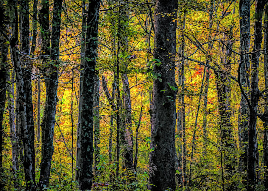 Golden Forest Photograph by Jim Pearson