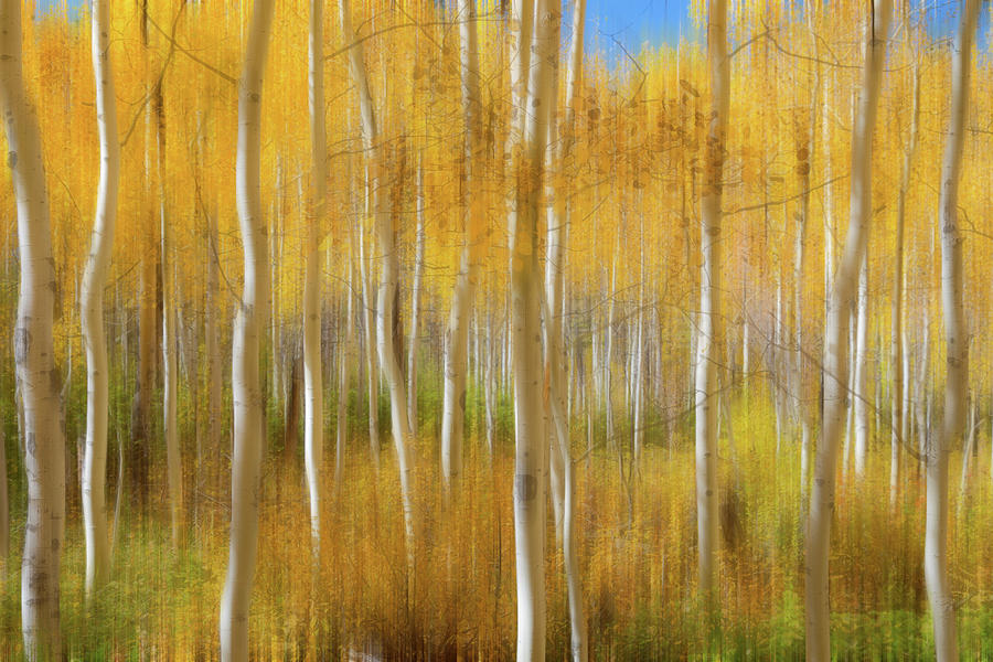 Golden Forest Moment Abstract Photograph by James BO Insogna