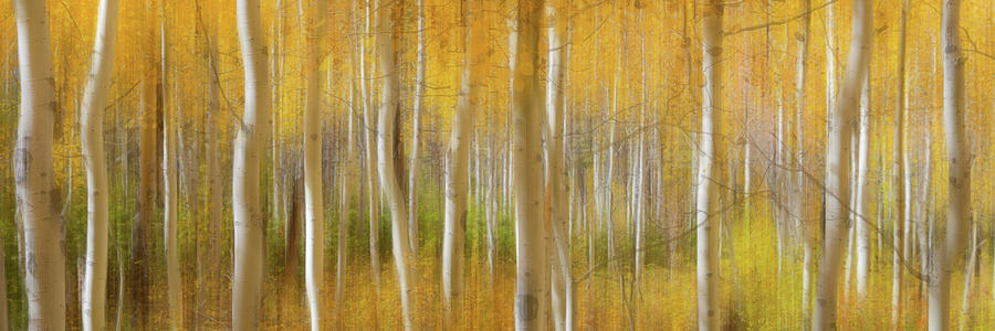 Golden Forest Moment Abstract Panorama Photograph