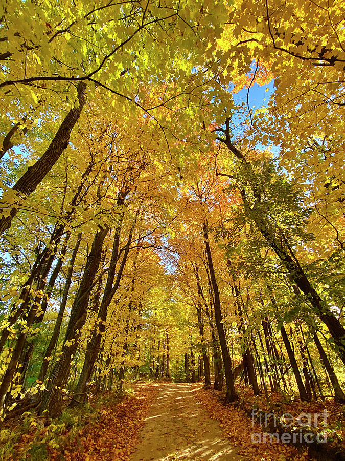 Golden Forest Photograph by Skye Winter - Fine Art America