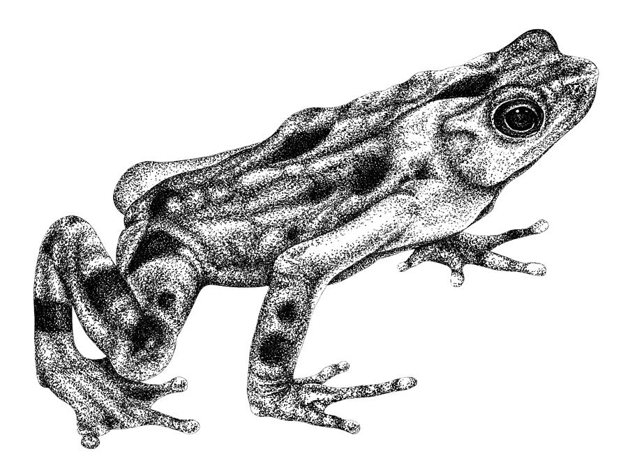 Golden frog Drawing by Loren Dowding