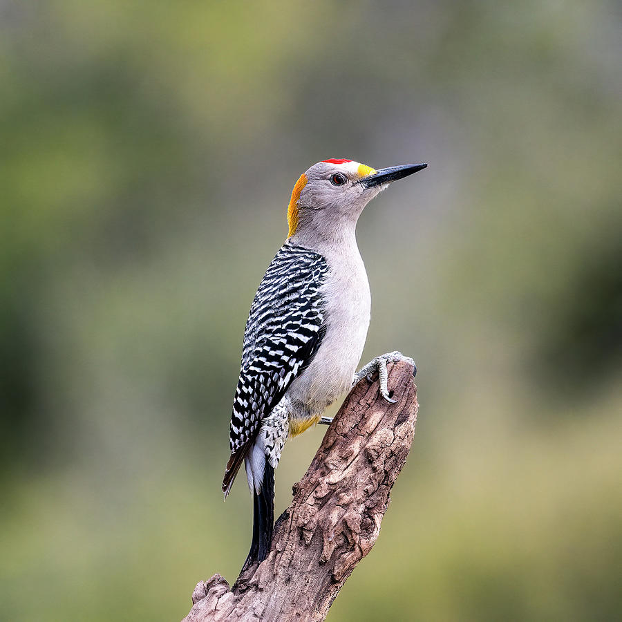 Golden-Fronted Woodpecker Photograph by Cheri Freeman