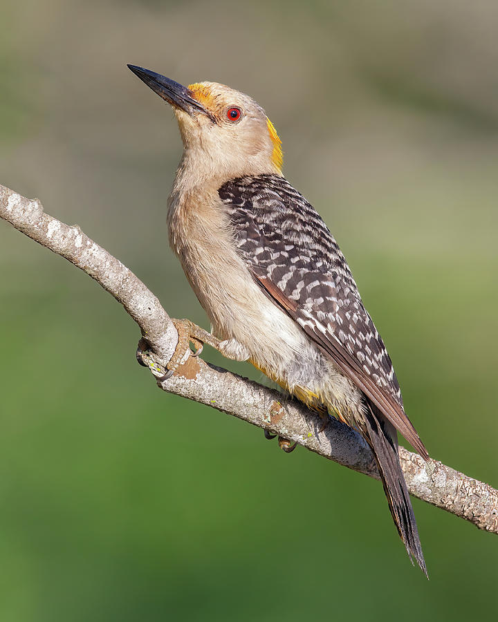 Golden-fronted Woodpecker Photograph