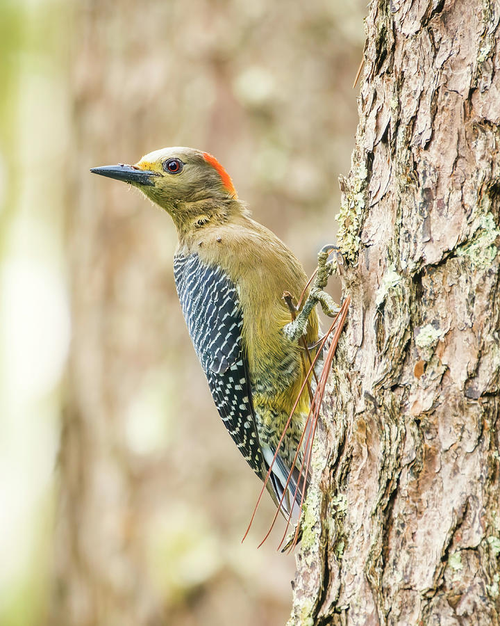 Golden Fronted Woodpecker Monte Verde Santa Rosa de Copan Honduras Photograph by Adam Rainoff