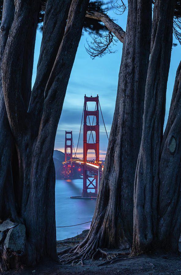 Golden Gate Between Cypress Nightfall Photograph by Jonathan Nguyen