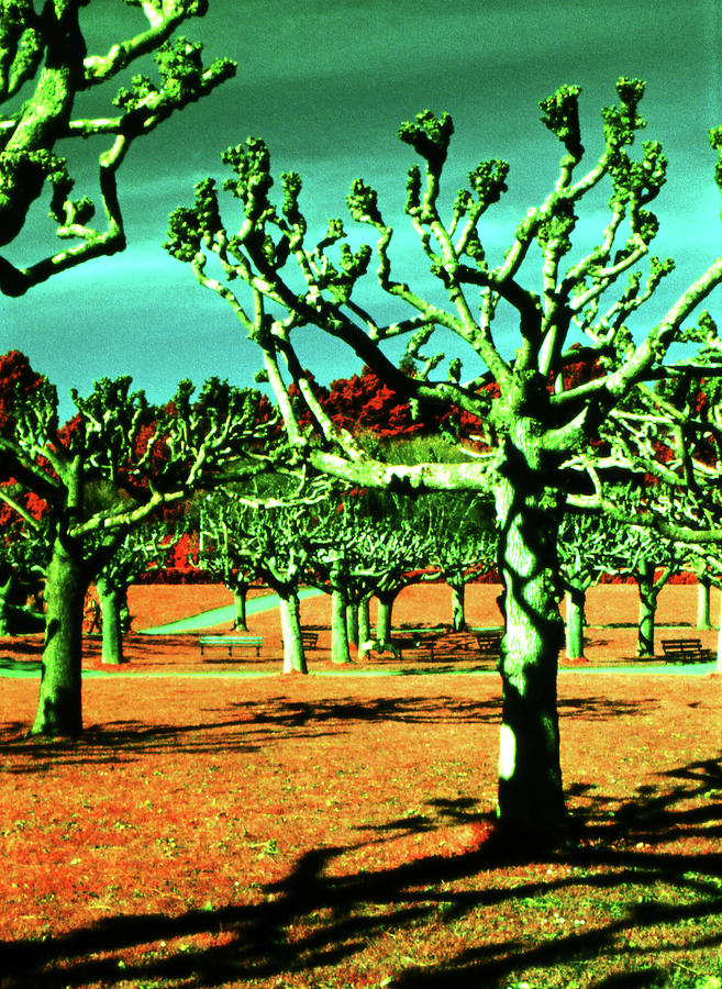 Golden Gate Park in Infrared Photograph by Lee Santa