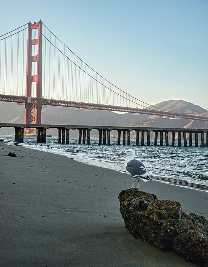 Golden Gate Torpedo Wharf and Seagull on Beach Photograph by Maggy Marsh