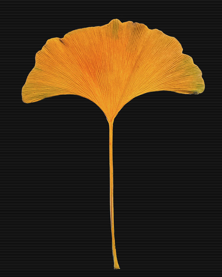 Golden Ginkgo Leaf 1 Photograph by Daniel Beard