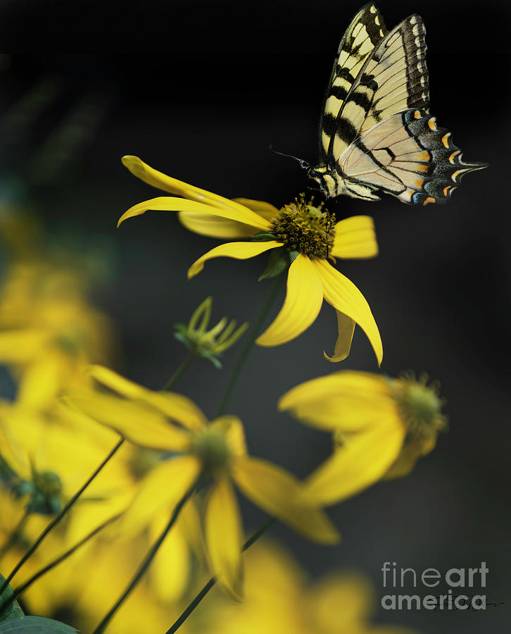Golden Glow Butterfly Photograph by Theresa D Williams