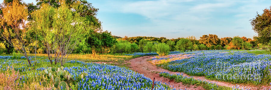 Tree Photograph - Golden Glow Over Bluebonnet Landscape Pano  by Bee Creek Photography - Tod and Cynthia
