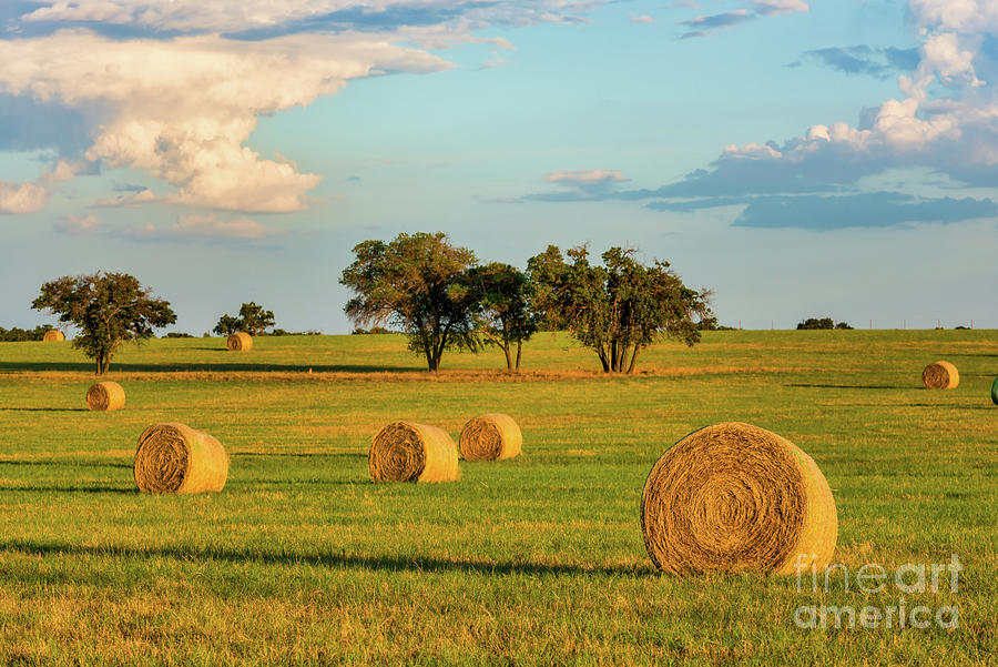 Horse Photograph - Golden Glow Over Haybales by Bee Creek Photography - Tod and Cynthia