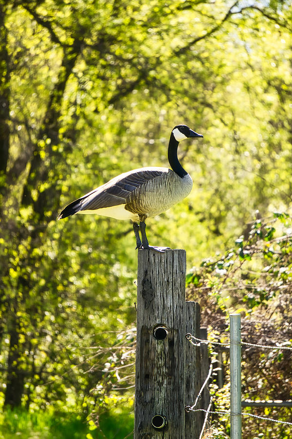 Golden Goose Photograph by Steph Gabler