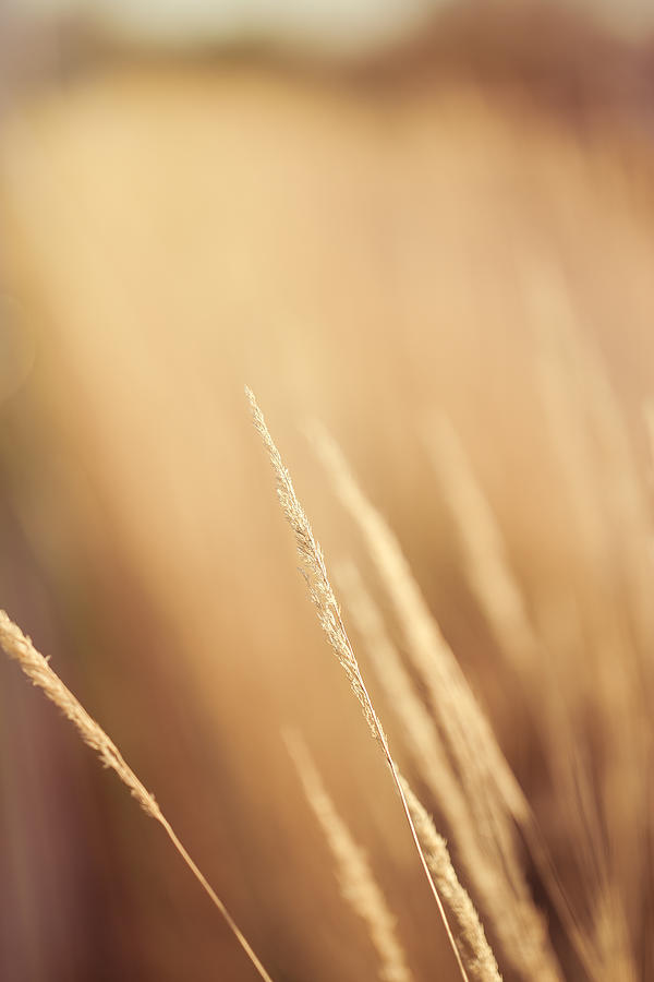 Golden Grain Photograph by Thousand Word Images by Dustin Abbott