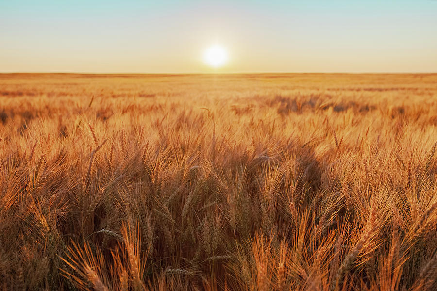 Golden Grain Photograph by Todd Klassy
