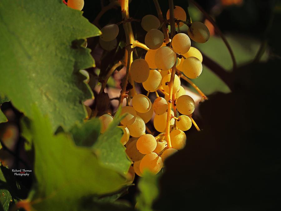 Golden Grapes Photograph