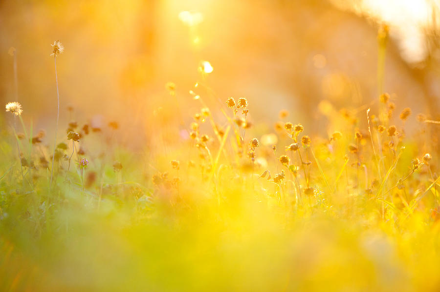 Golden grass Photograph by Cunfek
