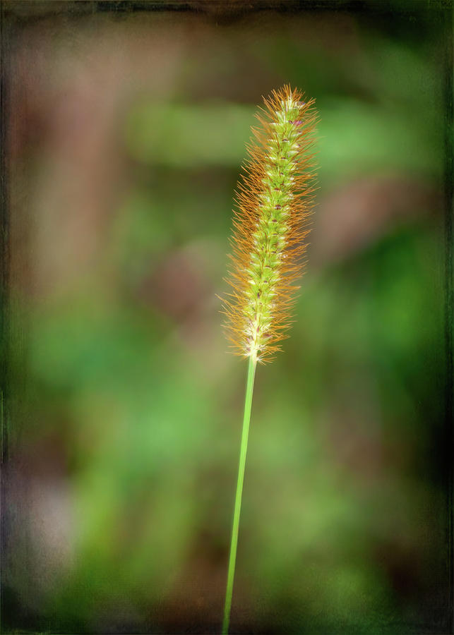 Golden Grass Photograph
