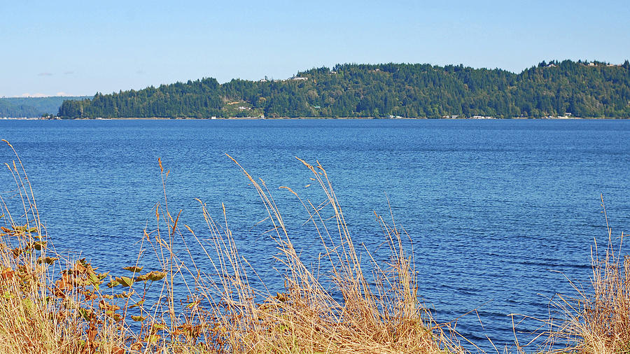 Golden Grass on Hood Canal Photograph by Connie Fox