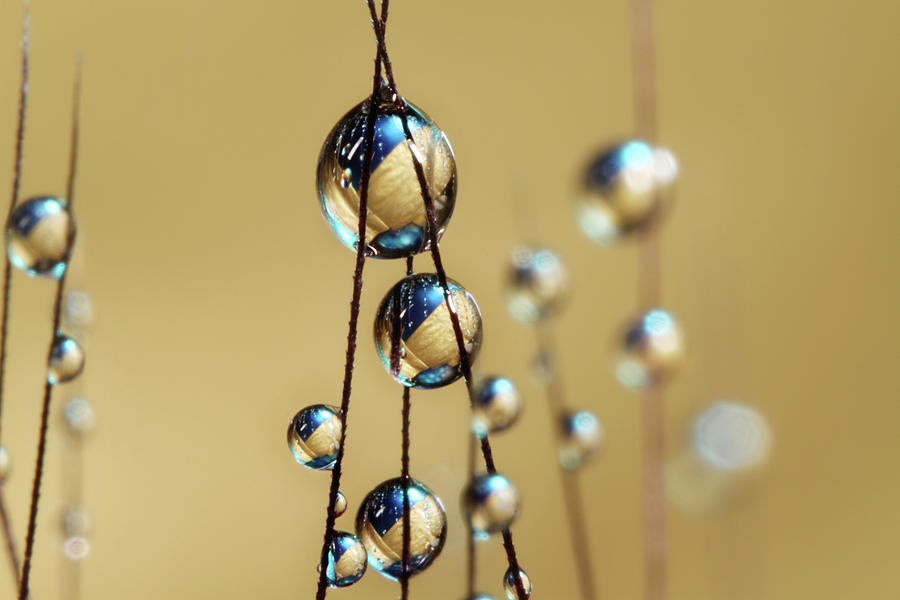 Golden Grass Seed Drops Photograph by Sharon Johnstone