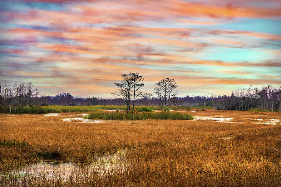 Golden Grasses across the Everglades Photograph by Debra and Dave Vanderlaan