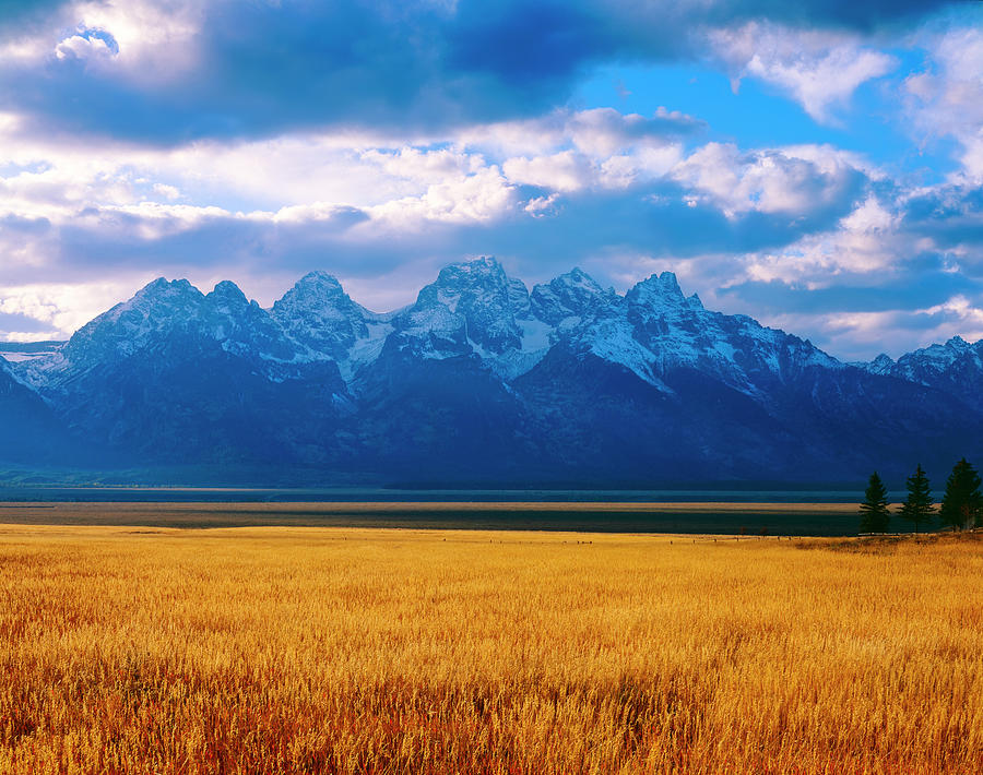Golden Grasses and the Tetons Photograph by Mark Miller