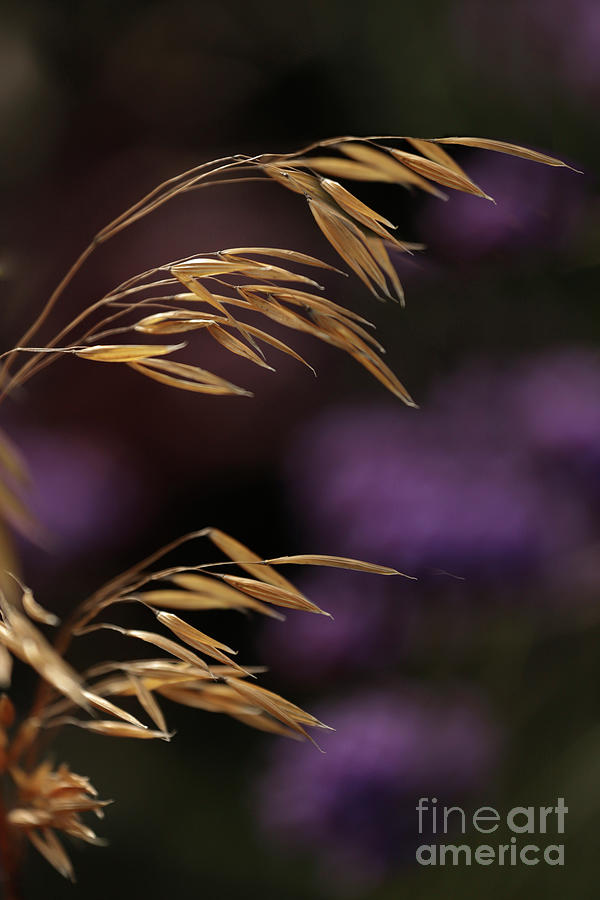 Nature Photograph - Golden Grasses Purple Background by Terri Waters