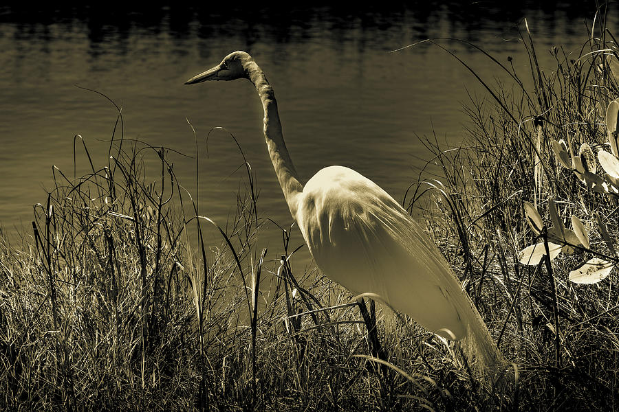 Golden Great White Heron Photograph by Norma Brandsberg