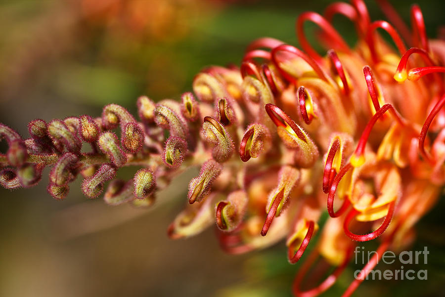 Golden Grevilleas Flower Photograph by Joy Watson