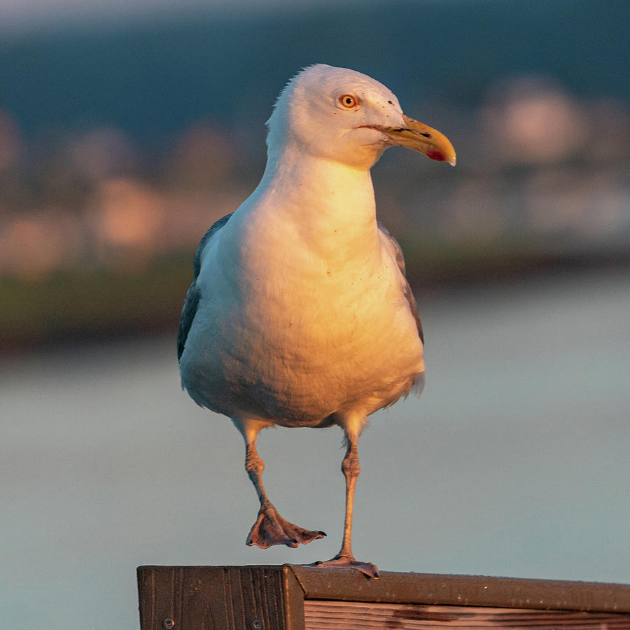 Golden Gull Photograph by William Bretton