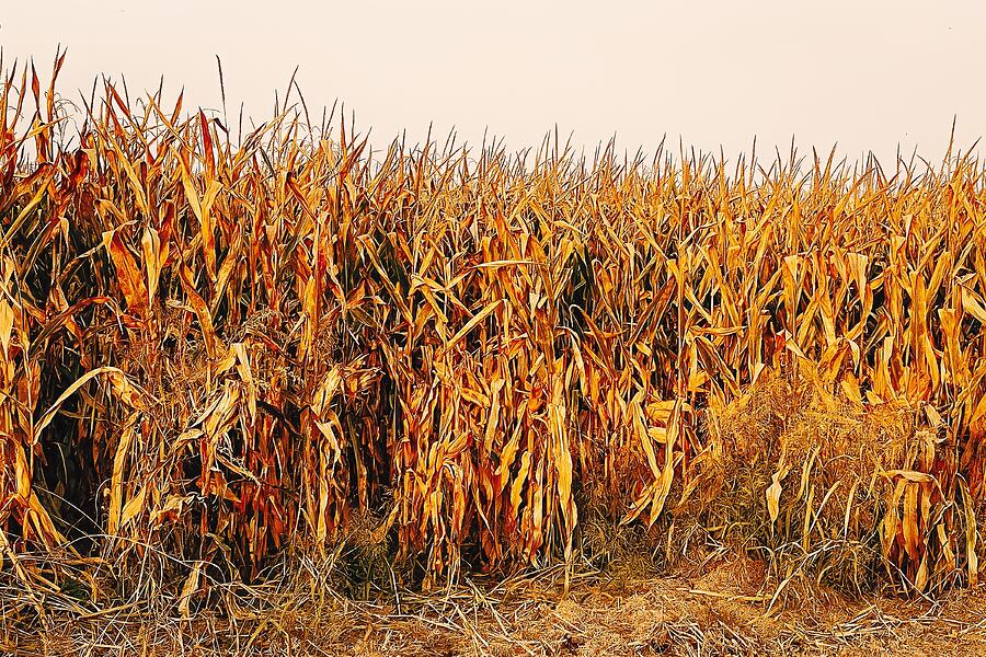 Golden Harvest End of Season in the Cornfield Photograph by Travel Essayist Golden Harvest End of Season in the Cornfield Photograph by Travel Essayist