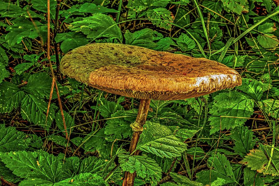 Mushroom Photograph - Golden hat #l4 by Leif Sohlman