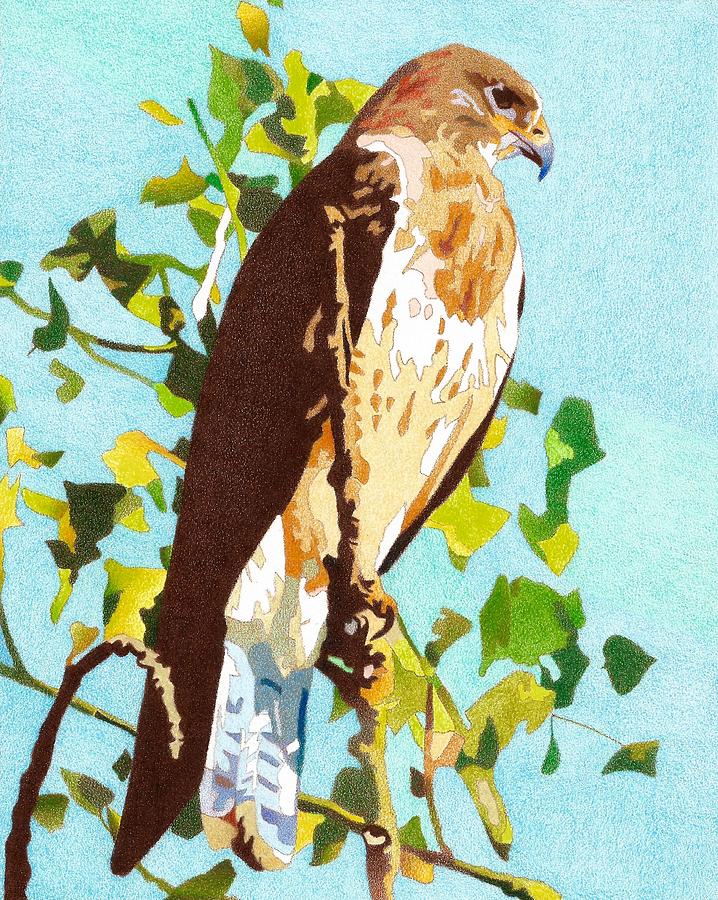 Golden Hawk Drawing by Dan Miller
