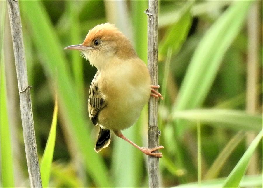 Golden headed cisticola 2 Photograph by Athol KLIEVE | Fine Art America