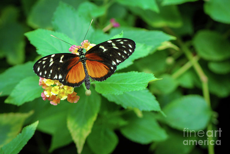 Golden Helicon Butterfly Photograph by Nancy Gleason