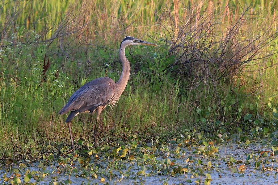 Golden Heron Photograph by Robbi Read | Pixels