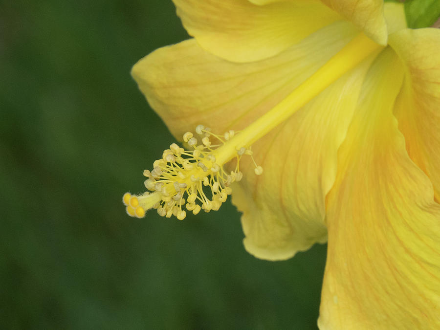 Golden Hibiscus Photograph by Mitch Spence