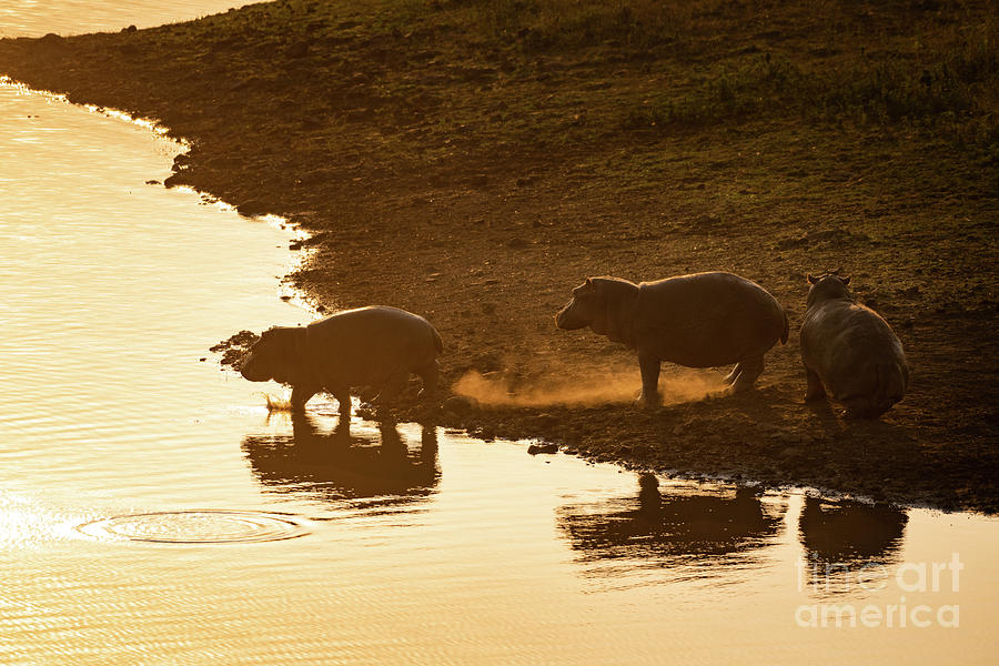 Wildlife Photograph - Golden Hippos by Jamie Pham
